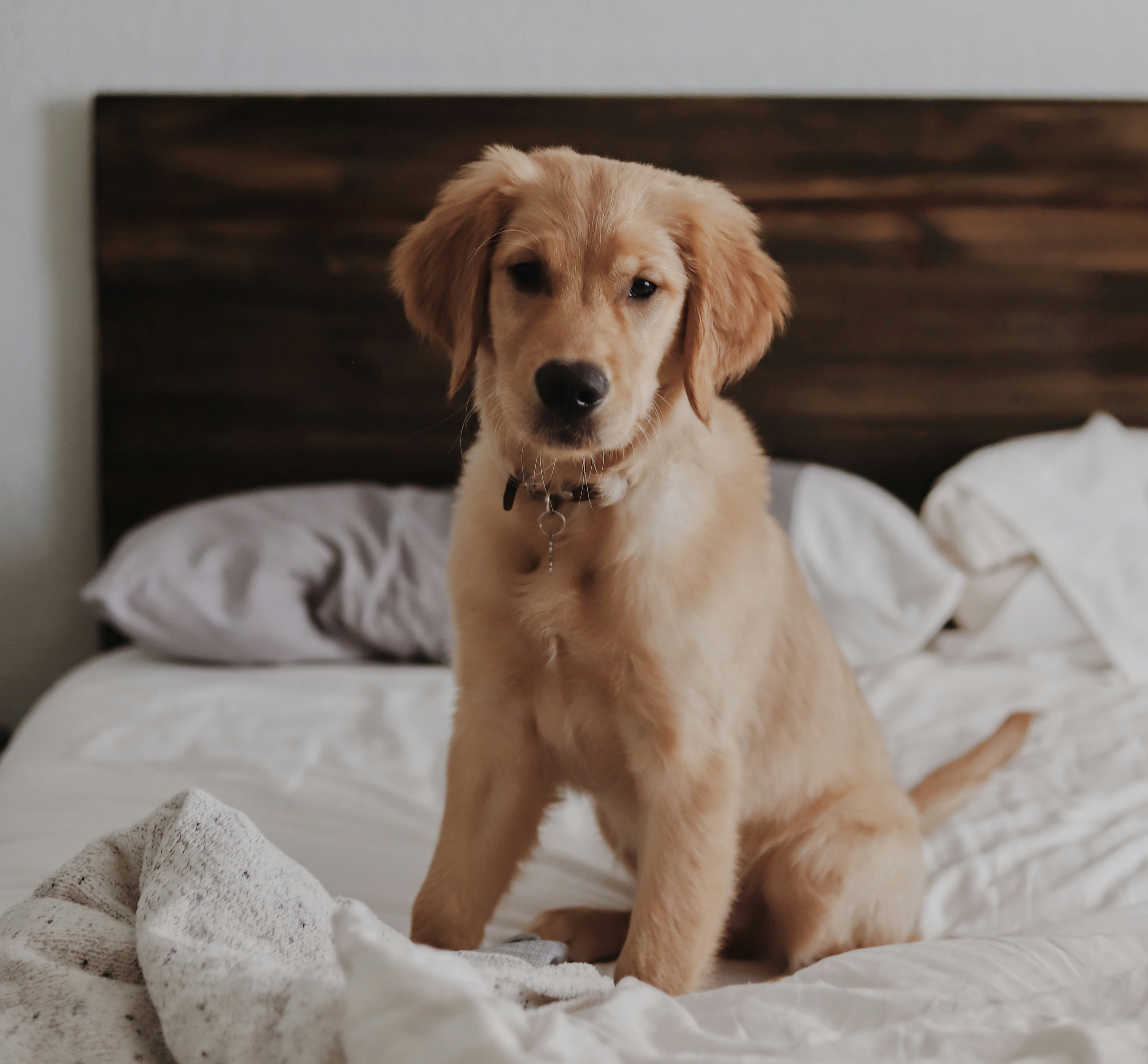 Natural Dog Shampoo Bar